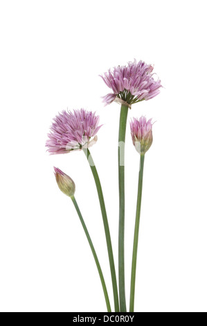 Erba cipollina, Allium schoenoprasum, fiori e boccioli isolata contro bianco Foto Stock