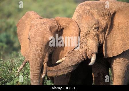 ELEPHANT BULL a fianco di mucca con tronco toccando il suo KENYA AFRICA Foto Stock