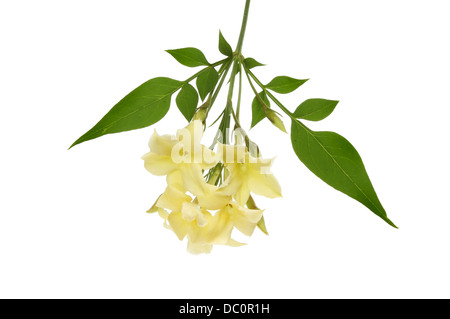 Crema di fiori di gelsomino e fogliame isolata contro bianco Foto Stock