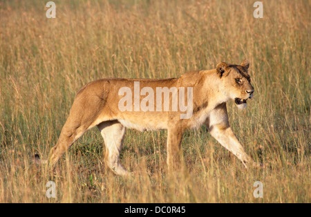 Kenia Masai Mara riserva nazionale leonessa a piedi nella pianura Foto Stock