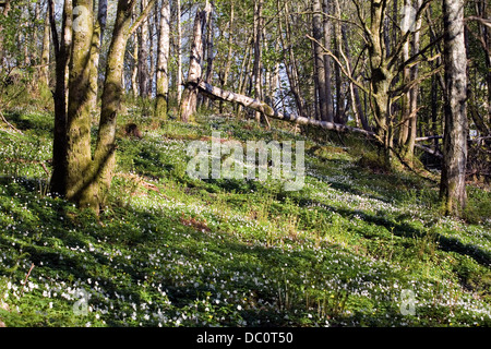 Anemone legno cresce in boschi di latifoglie in primavera Crieff Perthshire Scozia Scotland Foto Stock