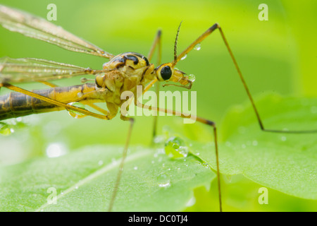 Gru volare in Rugiada di mattina. Foto Stock