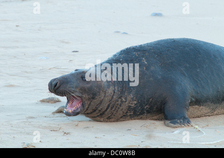 Foca grigia [Halichoerus grypus] maschio aggressivo con la bocca aperta che mostra i denti pronti ad attaccare sulla spiaggia, dicembre. Norfolk. Foto Stock