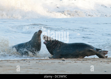 Guarnizione grigio [Halichoerus grypus] maschi combattimenti. Dicembre. Norfolk. Foto Stock