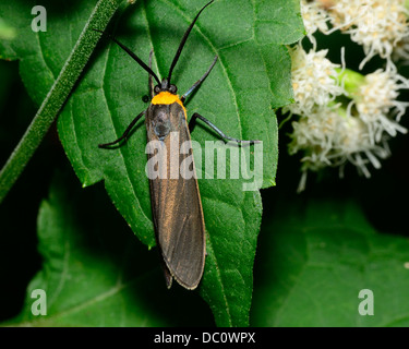Giallo-Scape collare Moth arroccato su una foglia verde. Foto Stock