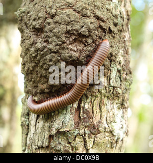 Millepiedi salendo su un albero Foto Stock