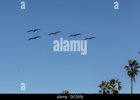 Pellicani marroni sull Oceano Pacifico a La Jolla Cove, San Diego CA US Foto Stock