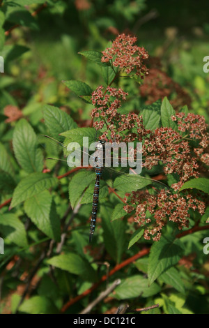 Una libellula in piedi su un ramo di un fioritura bush in Morden, Manitoba, Canada Foto Stock