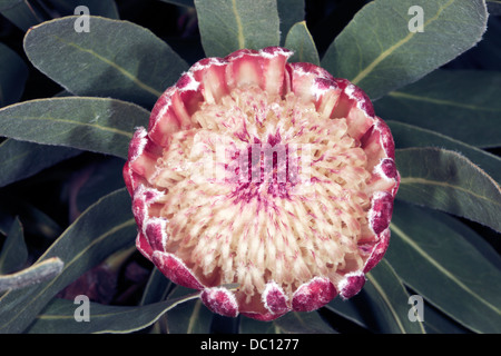 Clsoe-up del centro di fiori di oleandro-lasciava Protea/Sugarbush- Protea neriifolia -Famiglia Proteaceae Foto Stock