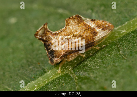 Treehopper (Entylia carinata) sulla foglia. Foto Stock