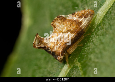 Treehopper (Entylia carinata) sulla foglia. Foto Stock