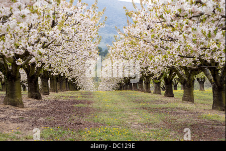 Gli alberi di ciliegio in piena fioritura. Tra Bonnieux e Lacoste l'albero da frutto in frutteti fiorisce in aprile. Foto Stock