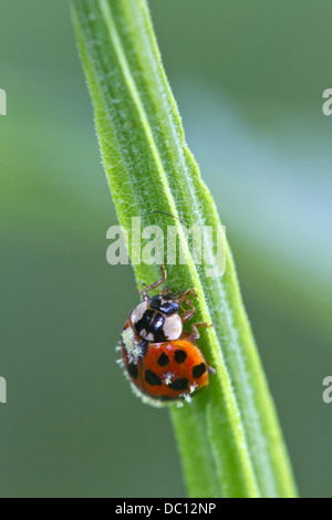 Variopinto Asian Lady Beetle (Harmonia axyridis) infettati con Laboulbeniales fungo Foto Stock