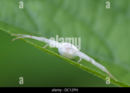 White ragno granchio Mecaphesa (sp). Foto Stock