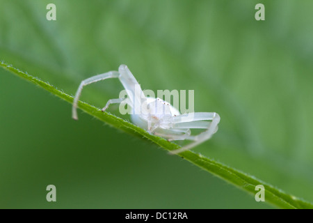 White ragno granchio Mecaphesa (sp). Foto Stock