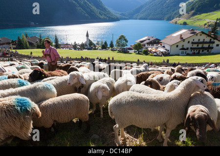 La transumanza: la grande pecora trek attraverso le Alpi Oetztal tra Alto Adige e Tirolo del nord, Austria. Foto Stock