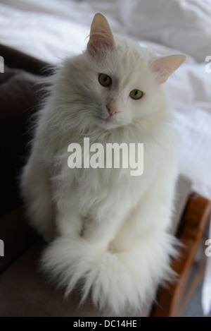 White cat ritratto in piedi sul divano del braccio in camera da letto angora Turco gatto pedigree campione. guardando la lente signor disponibile Foto Stock