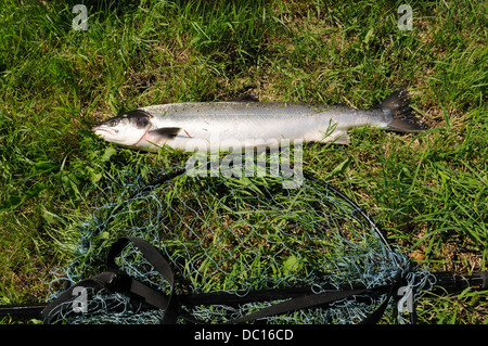 Salmone e rete da pesca sulla banca del Towy Fiume Tywi Carmarthenshire Galles cymru REGNO UNITO GB Foto Stock