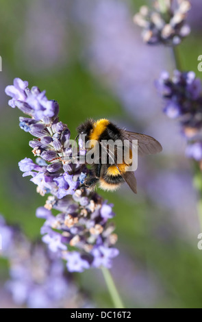 Bee raccogliere il polline di piante di lavanda Foto Stock