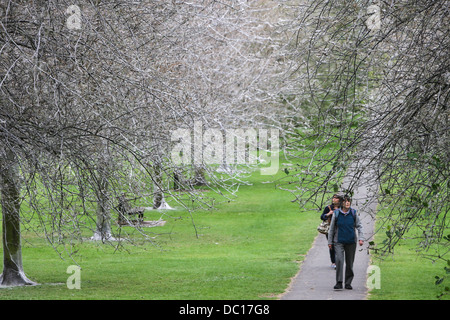 Il 'avenue di fantasmi' dopo il percorso è stata trasformata da un'infestazione di bird cherry ermellino moth i bruchi in Cambridge. Foto Stock