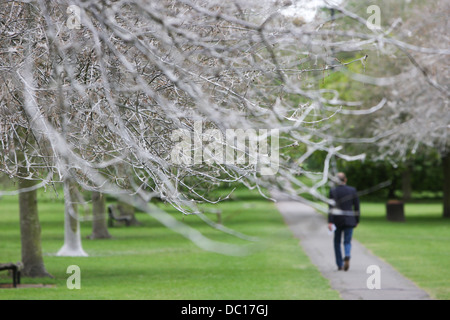 Il 'avenue di fantasmi' dopo il percorso è stata trasformata da un'infestazione di bird cherry ermellino moth i bruchi in Cambridge. Foto Stock