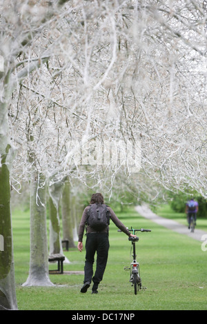 Il 'avenue di fantasmi' dopo il percorso è stata trasformata da un'infestazione di bird cherry ermellino moth i bruchi in Cambridge. Foto Stock