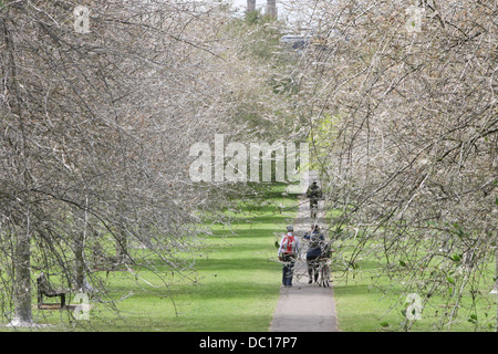 Il 'avenue di fantasmi' dopo il percorso è stata trasformata da un'infestazione di bird cherry ermellino moth i bruchi in Cambridge. Foto Stock