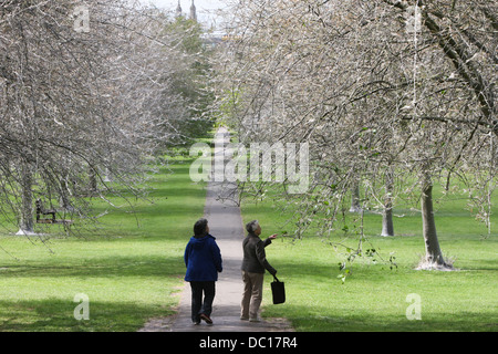 Il 'avenue di fantasmi' dopo il percorso è stata trasformata da un'infestazione di bird cherry ermellino moth i bruchi in Cambridge. Foto Stock