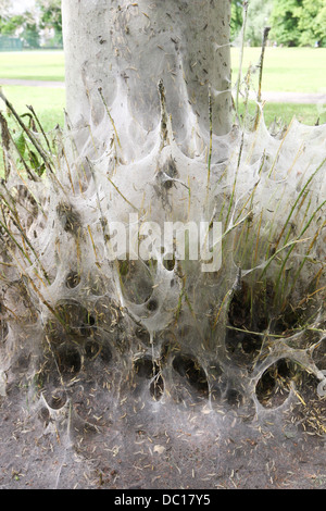 Il 'avenue di fantasmi' dopo il percorso è stata trasformata da un'infestazione di bird cherry ermellino moth i bruchi in Cambridge. Foto Stock