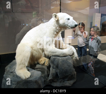 Knut orso polare Ursus maritimus Foto Stock