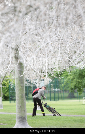 Il 'avenue di fantasmi' dopo il percorso è stata trasformata da un'infestazione di bird cherry ermellino moth i bruchi in Cambridge. Foto Stock