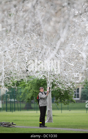 Il 'avenue di fantasmi' dopo il percorso è stata trasformata da un'infestazione di bird cherry ermellino moth i bruchi in Cambridge. Foto Stock