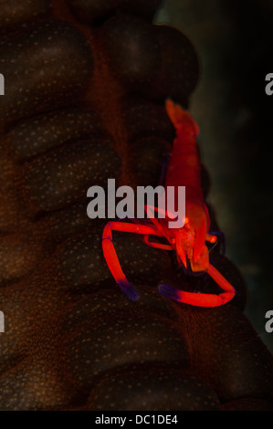 Gambero Imperiale (Periclimenes imperator) attacchi di una corsa su un cetriolo marittimo, Lembeh Straits,, Indonesia Foto Stock