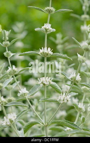 Legno nepitella (Clinopodium menthifolium subsp. menthifolium syn. Calamintha sylvatica) Foto Stock