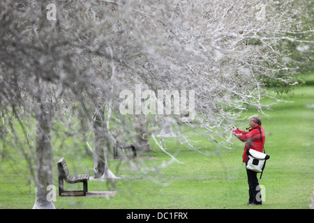 Il 'avenue di fantasmi' dopo il percorso è stata trasformata da un'infestazione di bird cherry ermellino moth i bruchi in Cambridge. Foto Stock