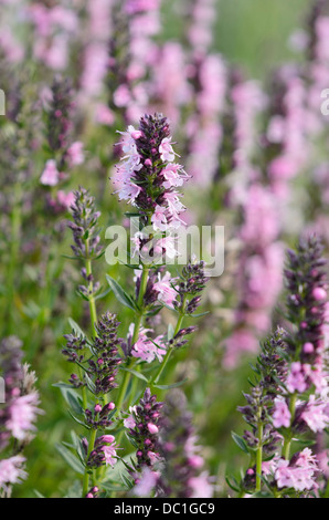 Issopo (Hyssopus officinalis 'Rosea') Foto Stock