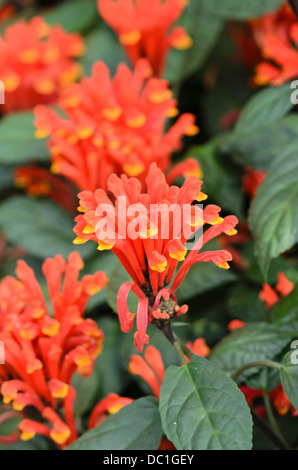 Costa Rican zucchetto (scutellaria costaricana) Foto Stock