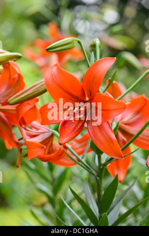 Tiger lily (lilium lancifolium 'red twinkle' syn. Lilium tigrinum 'red twinkle') Foto Stock