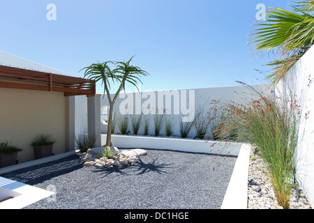 Palm tree nel giardino di roccia Foto Stock