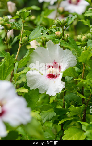 Comune (hibiscus hibiscus syriacus 'red cuore') Foto Stock