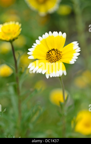 Coastal ordinate suggerimenti (Layia platyglossa) Foto Stock