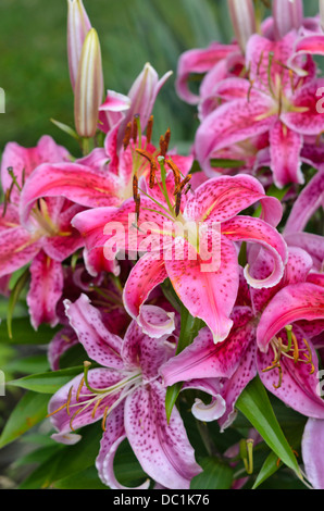 Tiger lily (lilium lancifolium 'stargazer' syn. Lilium tigrinum 'stargazer') Foto Stock