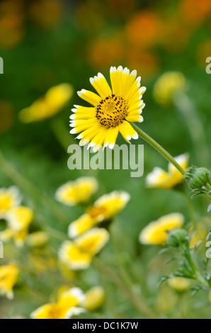 Coastal ordinate suggerimenti (layia platyglossa) Foto Stock