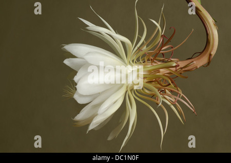 Epiphyllum oxypetalum, una notte-blooming cactus fiore e bud Foto Stock