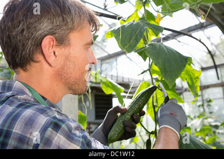 Agricoltore biologico raccolto i cetrioli in polytunnel Foto Stock