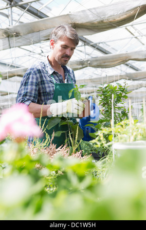 Agricoltore biologico di irrigazione di piante giovani in polytunnel Foto Stock