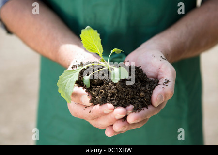 Close up di agricoltore biologico azienda piantina Foto Stock