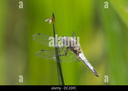 Scarsa Chaser dragonfly Libellula fulva Tansor Northamptonshire REGNO UNITO Foto Stock