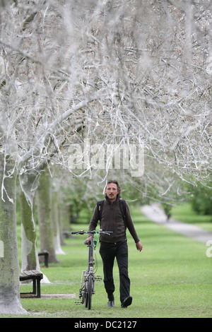 Il 'avenue di fantasmi' dopo il percorso è stata trasformata da un'infestazione di bird cherry ermellino moth i bruchi in Cambridge. Foto Stock