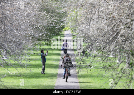 Il 'avenue di fantasmi' dopo il percorso è stata trasformata da un'infestazione di bird cherry ermellino moth i bruchi in Cambridge. Foto Stock